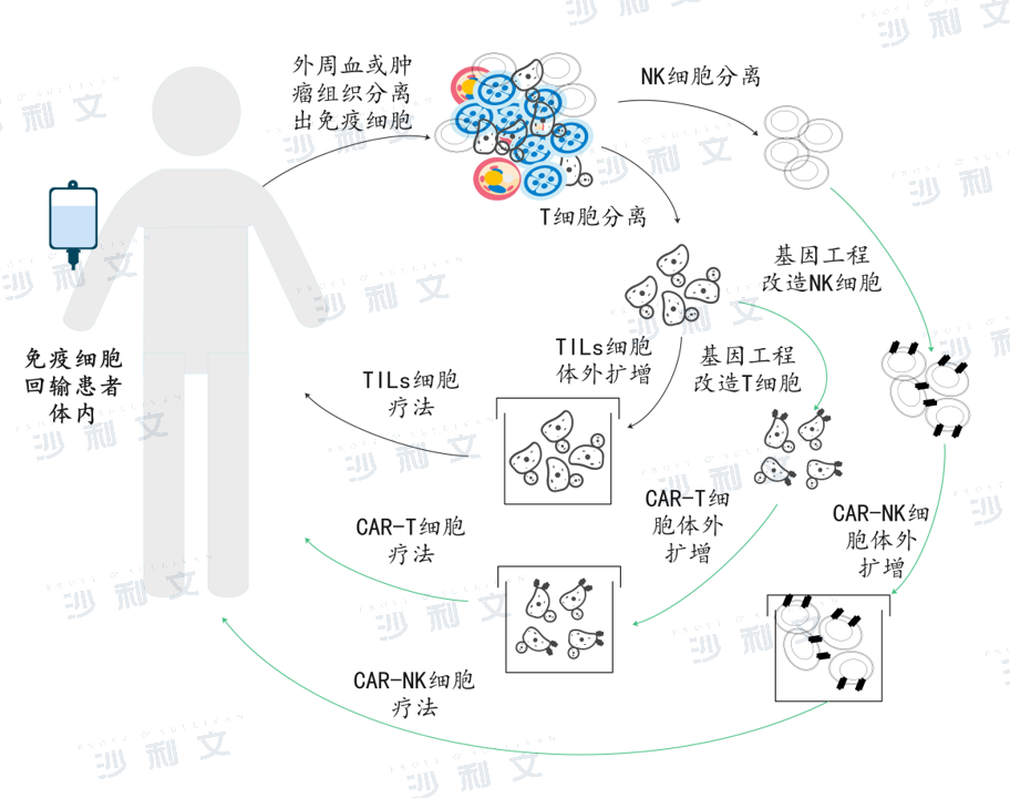 恶性肿瘤的细胞免疫治疗现状与iNKT细胞疗法新进展