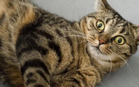 “PD-1+TIGIT”全方位打不过化疗？TIGIT，年度最神奇靶点……