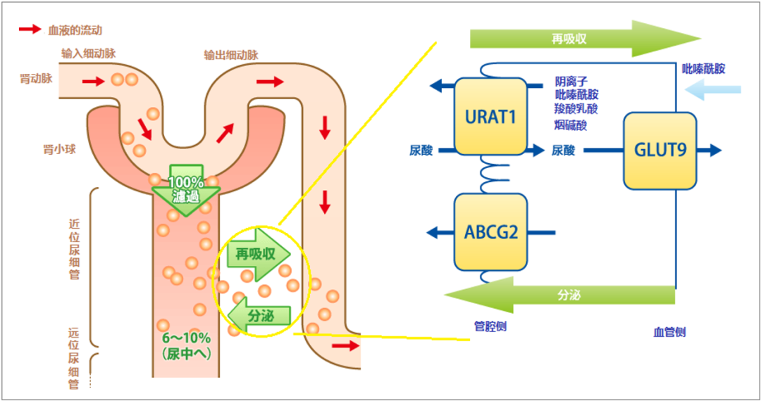 卫材痛风药物申报上市！药时代BD I 急性痛风、化疗引发的腹泻（CID）领域临床Ⅱ期重组人白介素-1受体拮抗剂寻求合作