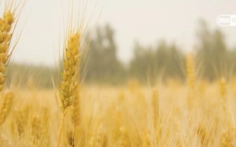 上海生物医药三十年：从荒村走向药谷
