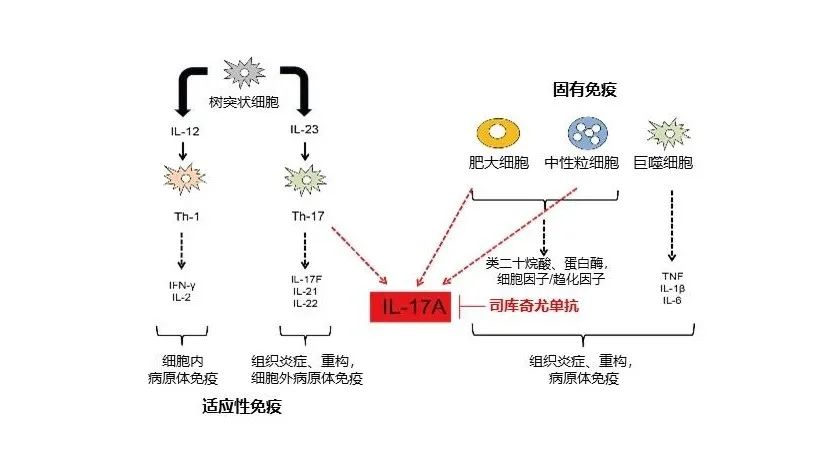 诺华的自免帝国