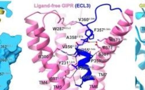 王明伟/杨德华/周庆同团队通过研究GLP-1R、GCGR和GIPR的“裸奔”结构揭示其激活前与G蛋白的预偶联状态