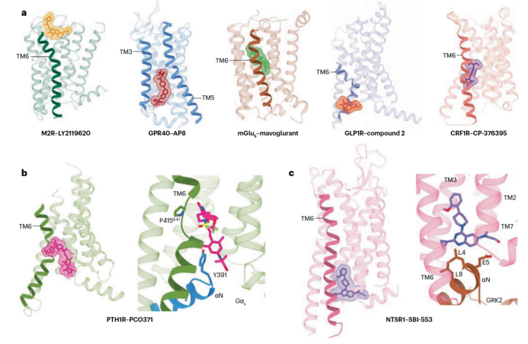 Nature Reviews Endocrinology 综述丨徐华强/段佳团队概述冷冻电镜在GPCR药物发现中的突破性研究