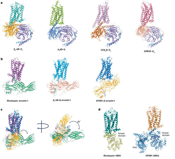 Nature Reviews Endocrinology 综述丨徐华强/段佳团队概述冷冻电镜在GPCR药物发现中的突破性研究
