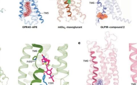 Nature Reviews Endocrinology 综述丨徐华强/段佳团队概述冷冻电镜在GPCR药物发现中的突破性研究