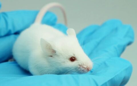中国小鼠的昨天、今天、明天——对话南模生物董事长费俭博士