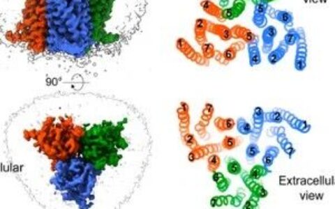 Cell Discovery | 王明伟/应天雷/杨德华合作团队揭示病毒G蛋白偶联受体的同源三聚体结构