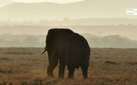 两款HIV老药的头对头，重点却在增重上？
