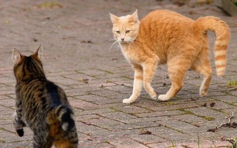 头对头！礼来、艾伯维围猎乌司奴单抗