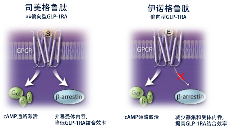 伊诺格鲁肽——全球首个偏向型GLP-1RA创新药II期研究成果发布在自然子刊