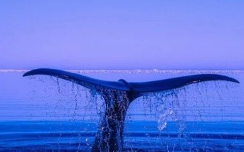 首个！Ionis新药获FDA批准上市！每月一针，持久降血脂