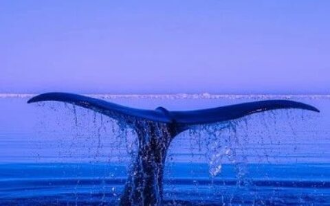 因安全风险,300万美元天价基因疗法遭FDA调查