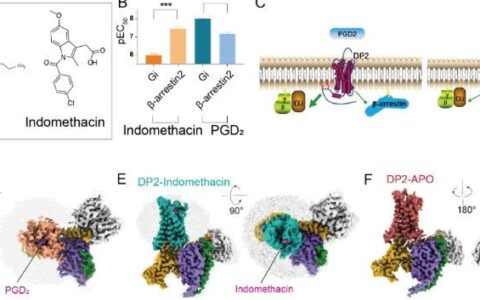 最新成果|PNAS|徐华强/吴灿荣团队揭示前列腺素D2受体DP2的分子机制
