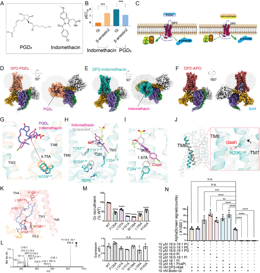 最新成果|PNAS|徐华强/吴灿荣团队揭示前列腺素D2受体DP2的分子机制