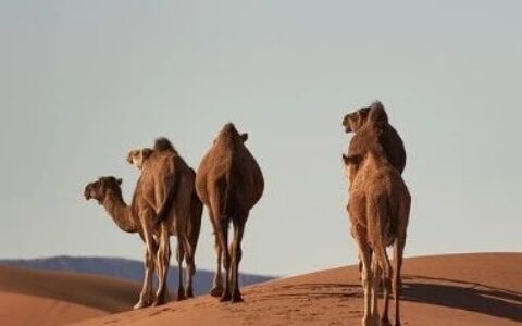 贝恩资本33亿美元拿下日本百年药企