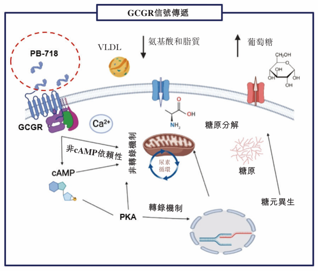 GLP-1新锐IPO，核心管线即将上市