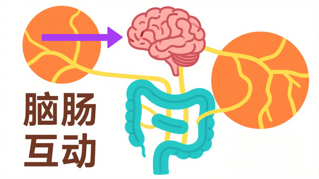 备受争议的脑肠轴有了新突破：大脑活动速变肠道菌群，瘦素是关键