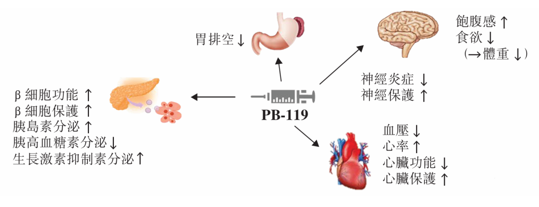 GLP-1新锐IPO，核心管线即将上市