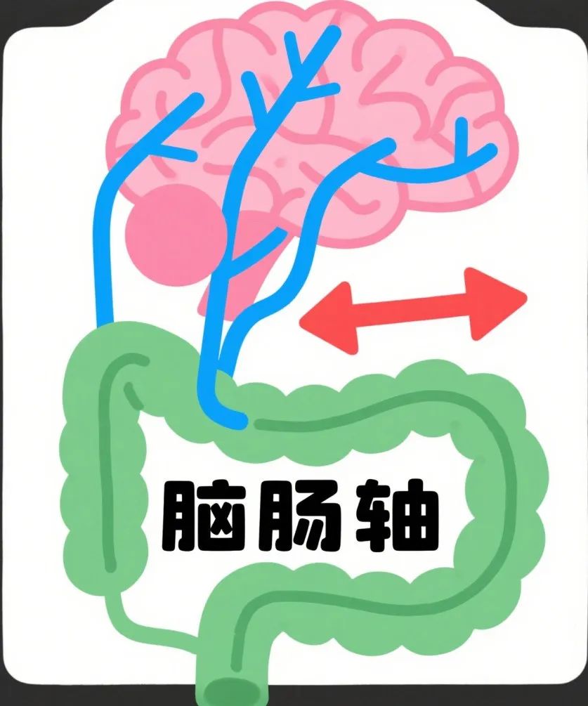 备受争议的脑肠轴有了新突破：大脑活动速变肠道菌群，瘦素是关键