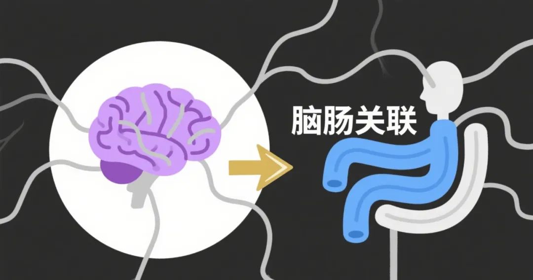 备受争议的脑肠轴有了新突破:大脑活动速变肠道菌群,瘦素是关键