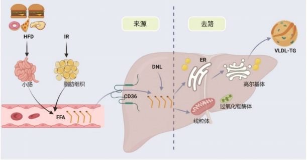 GCG直击肝脏靶点，双管齐下“燃烧”肝脏脂肪