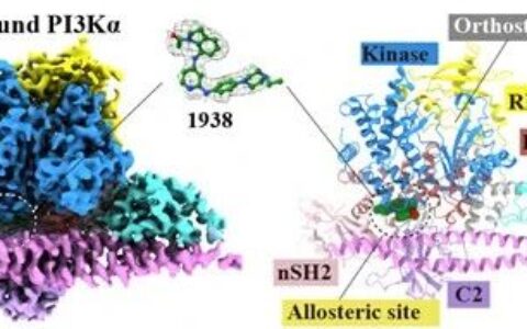 王明伟/周庆同团队揭示小分子和致癌突变激活PI3Kα的分子机制