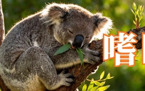 治疗考拉般的睡眠？21亿美元，Alkermes加码嗜睡症领域