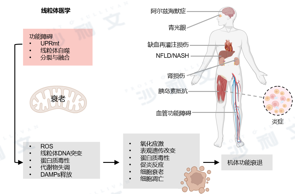 沙利文发布《2025线粒体医学行业发展现状与未来趋势白皮书》