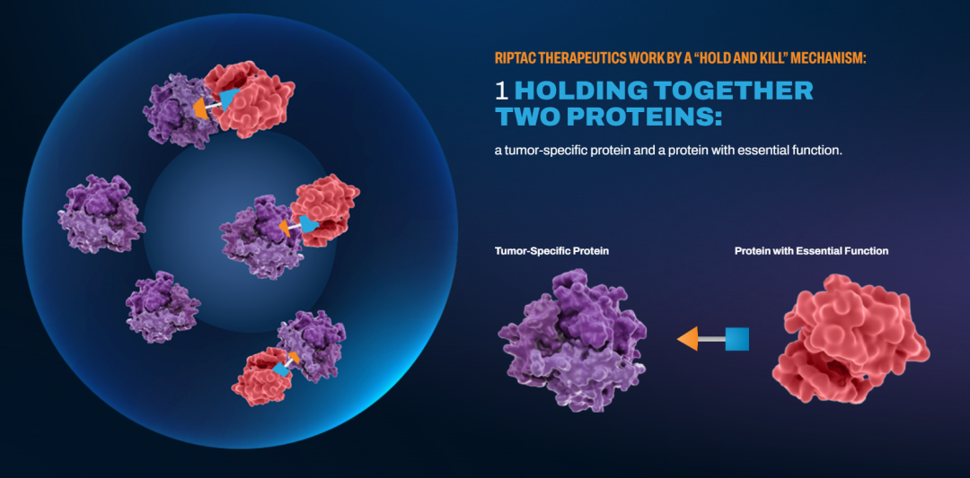 30.5亿美元！强生收购Halda ，布局创新RIPTAC疗法