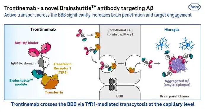 20.55亿美元！罗氏加码透脑递送技术，突破CNS瓶颈