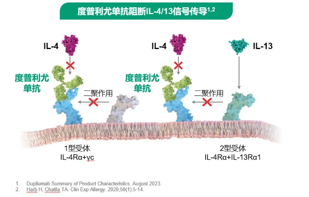 破局“十年滞后”:度普利尤单抗如何穿越儿童用药的"深水区"?
