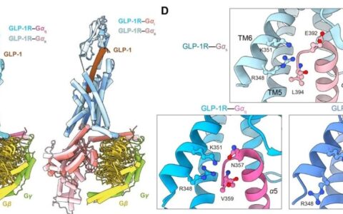 APSB | 周庆同/王明伟团队揭示Gq和Gi蛋白偶联的GLP-1受体结构特征